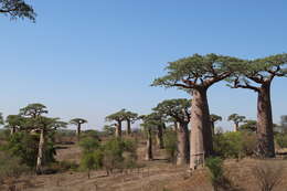 Image of Grandidier’s baobab
