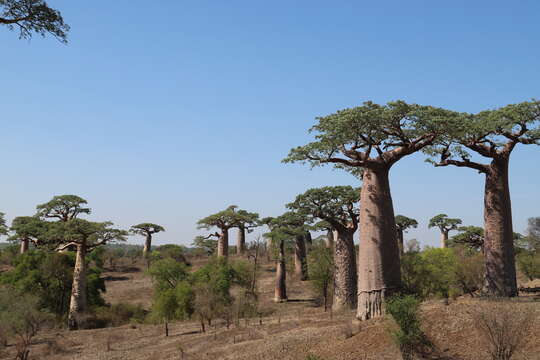 Image de Adansonia grandidieri Baill.