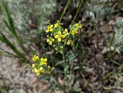 Image of shy wallflower