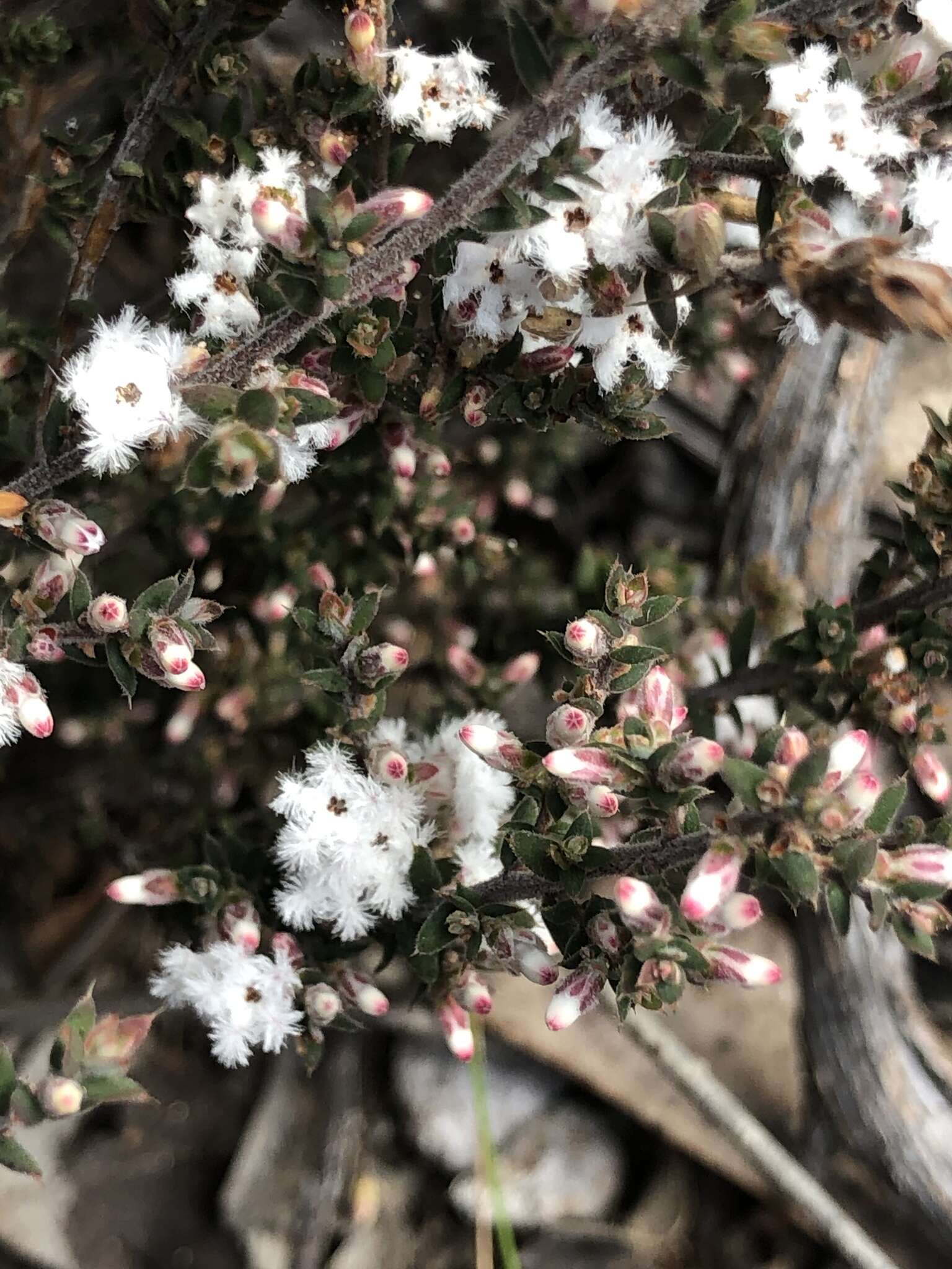 Imagem de Leucopogon attenuatus A. Cunn.