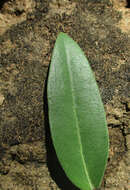 Image of Barleria lancifolia T. Anders.