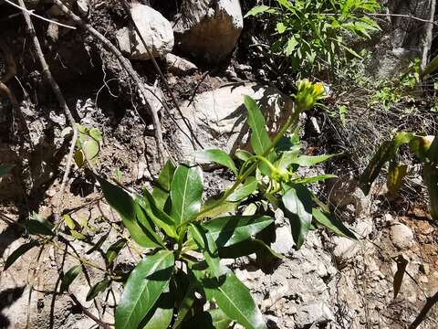 Image of Flourensia monticola M. O. Dillon