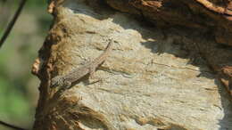 Image of Blandford's Semaphore Gecko