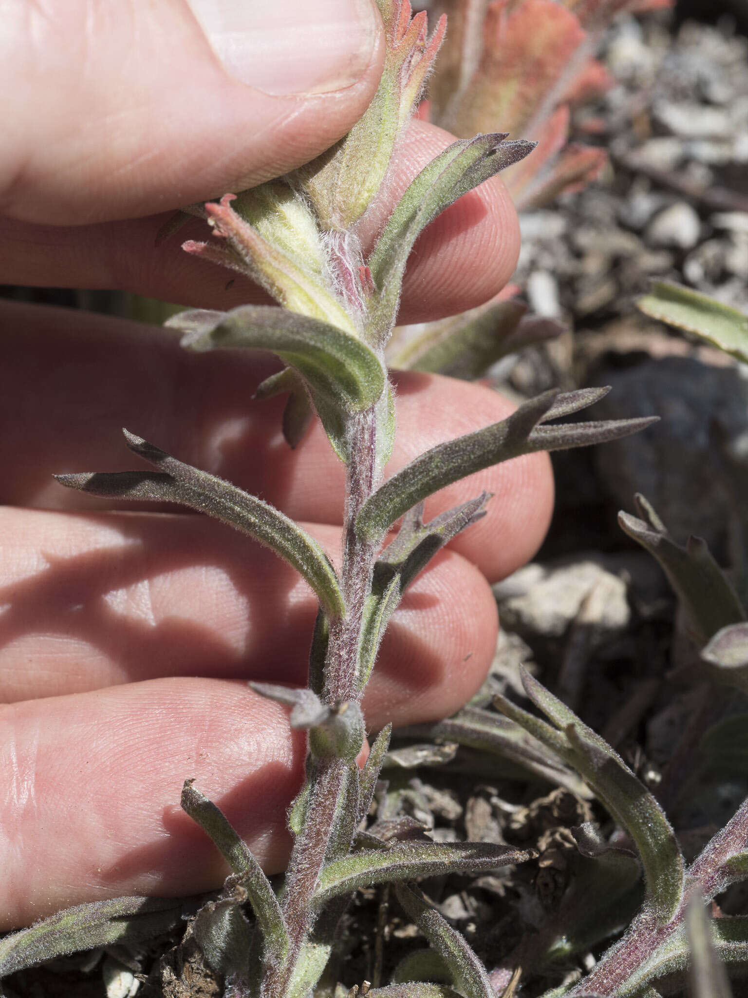 Image of cobwebby Indian paintbrush