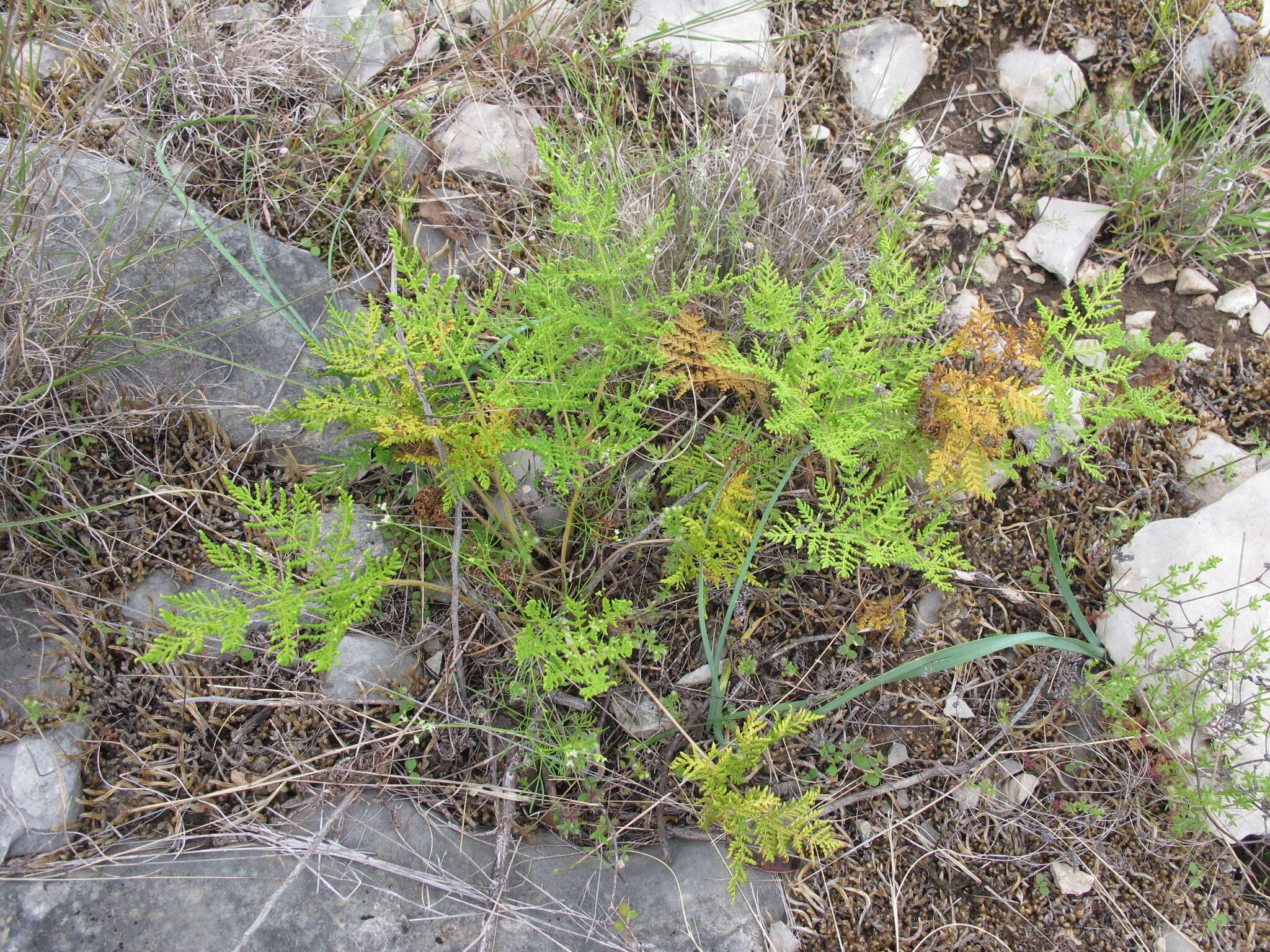 Imagem de Cheilanthes leucopoda Link