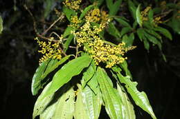 Plancia ëd Miconia longifolia (Aubl.) DC.