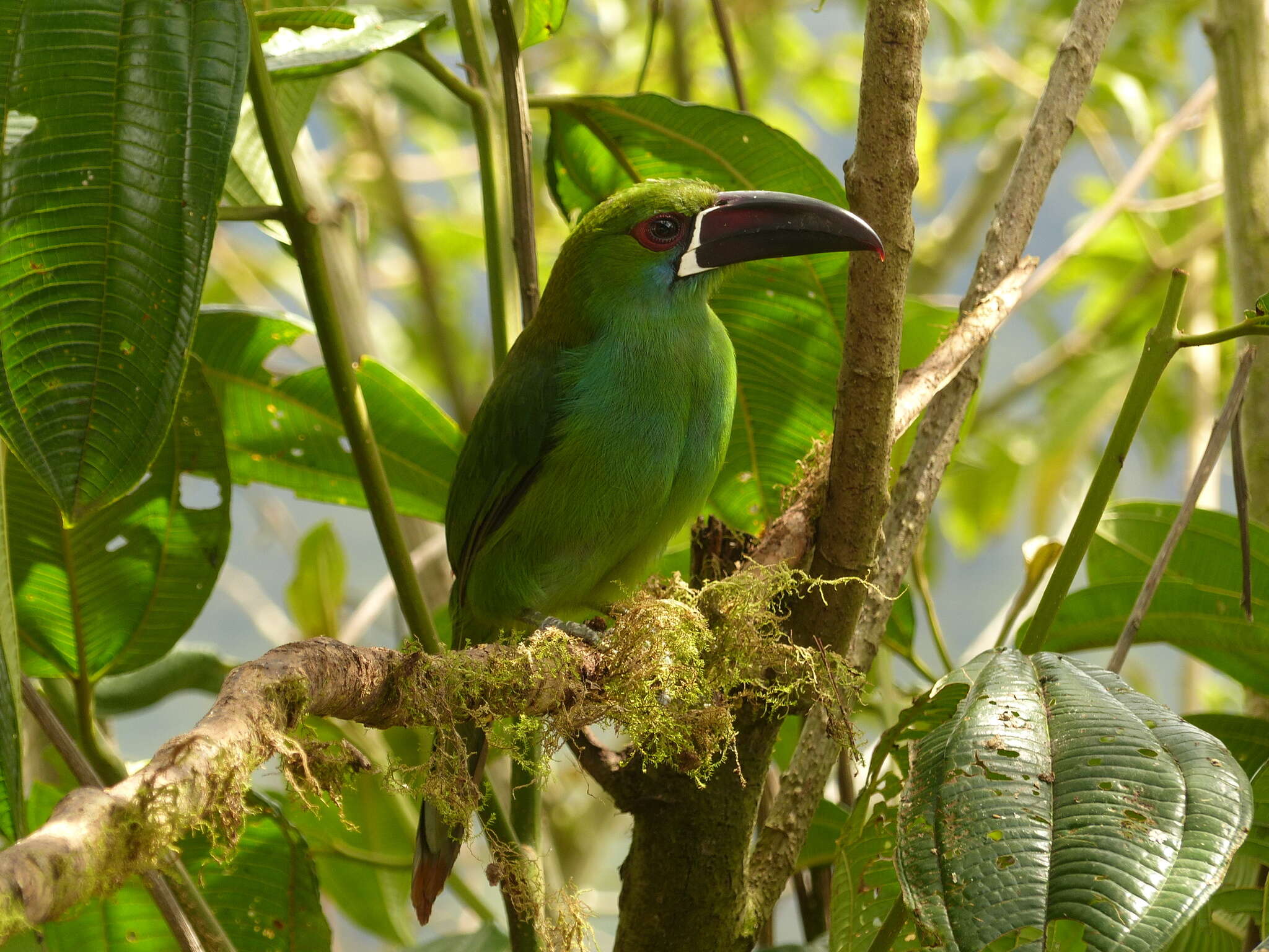 Image of Crimson-rumped Toucanet