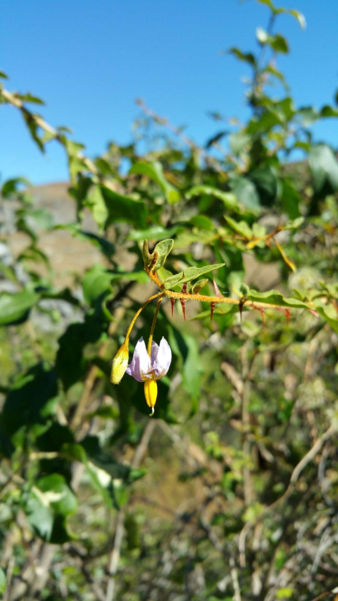 Solanum erythracanthum Boj. ex Dun.的圖片