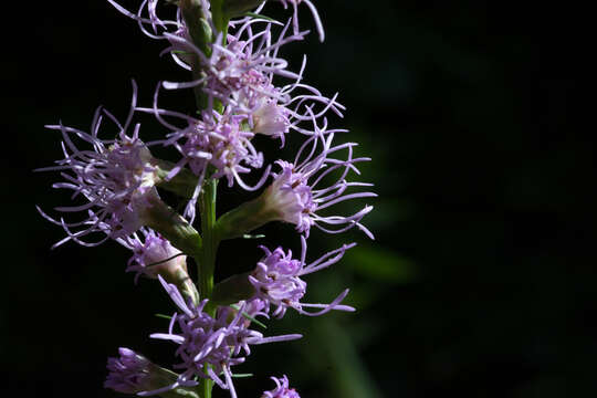 Image of Button Snakewort