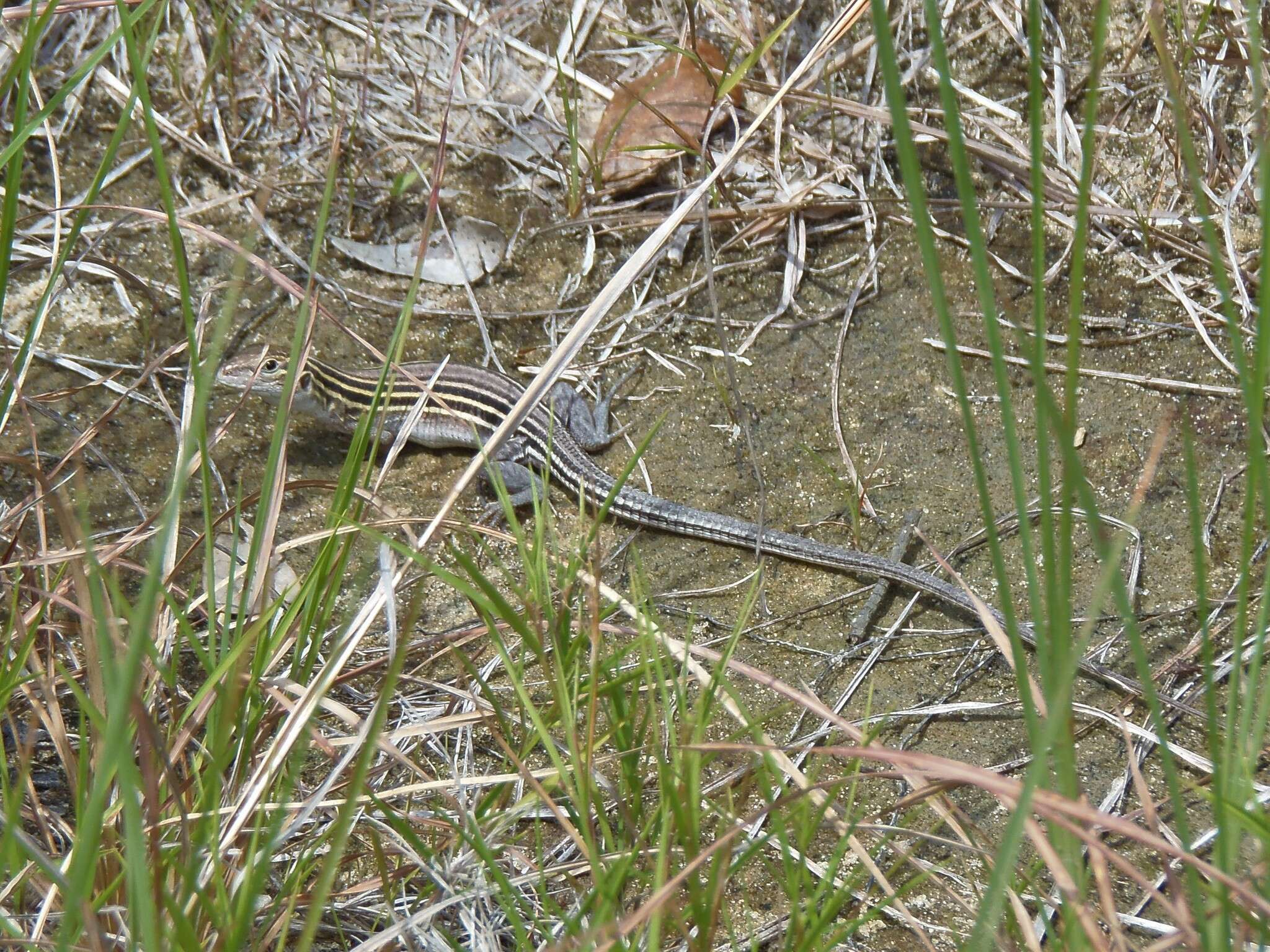 صورة Aspidoscelis sexlineatus sexlineatus (Linnaeus 1766)