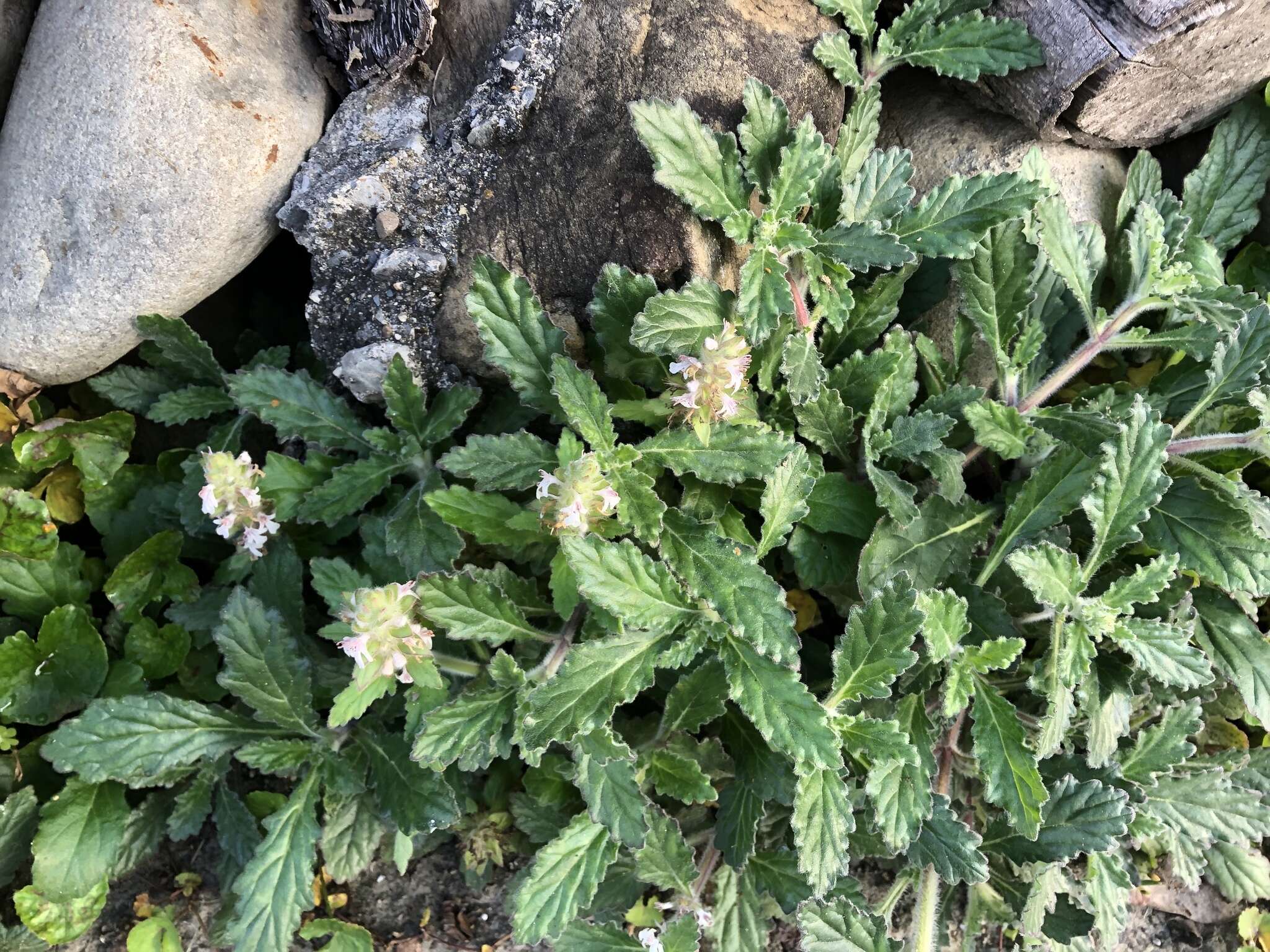 Image of Ajuga nipponensis Makino