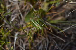 Poecilimon (Poecilimon) elegans Brunner von Wattenwyl 1878 resmi