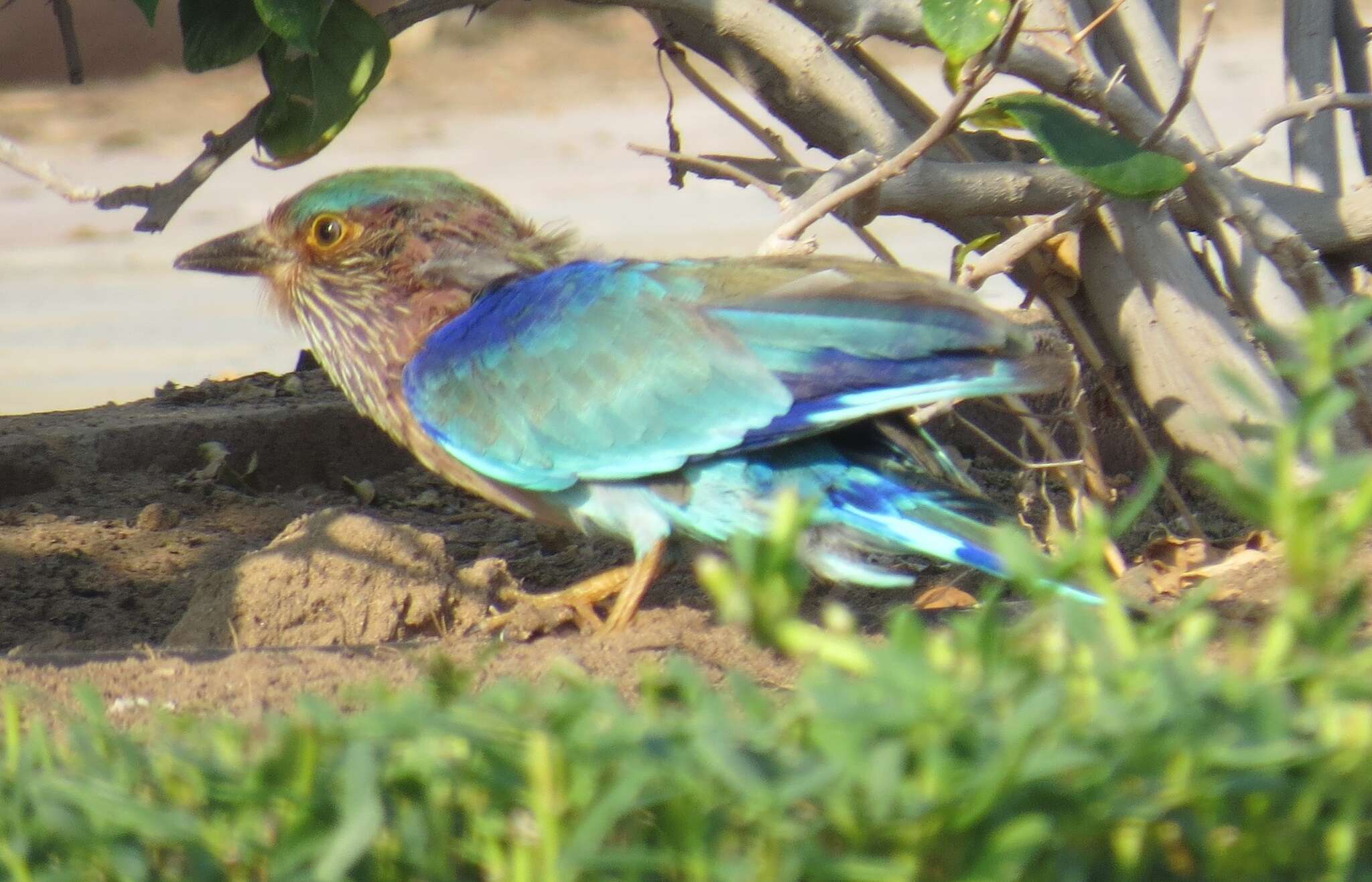 Imagem de Coracias benghalensis benghalensis (Linnaeus 1758)