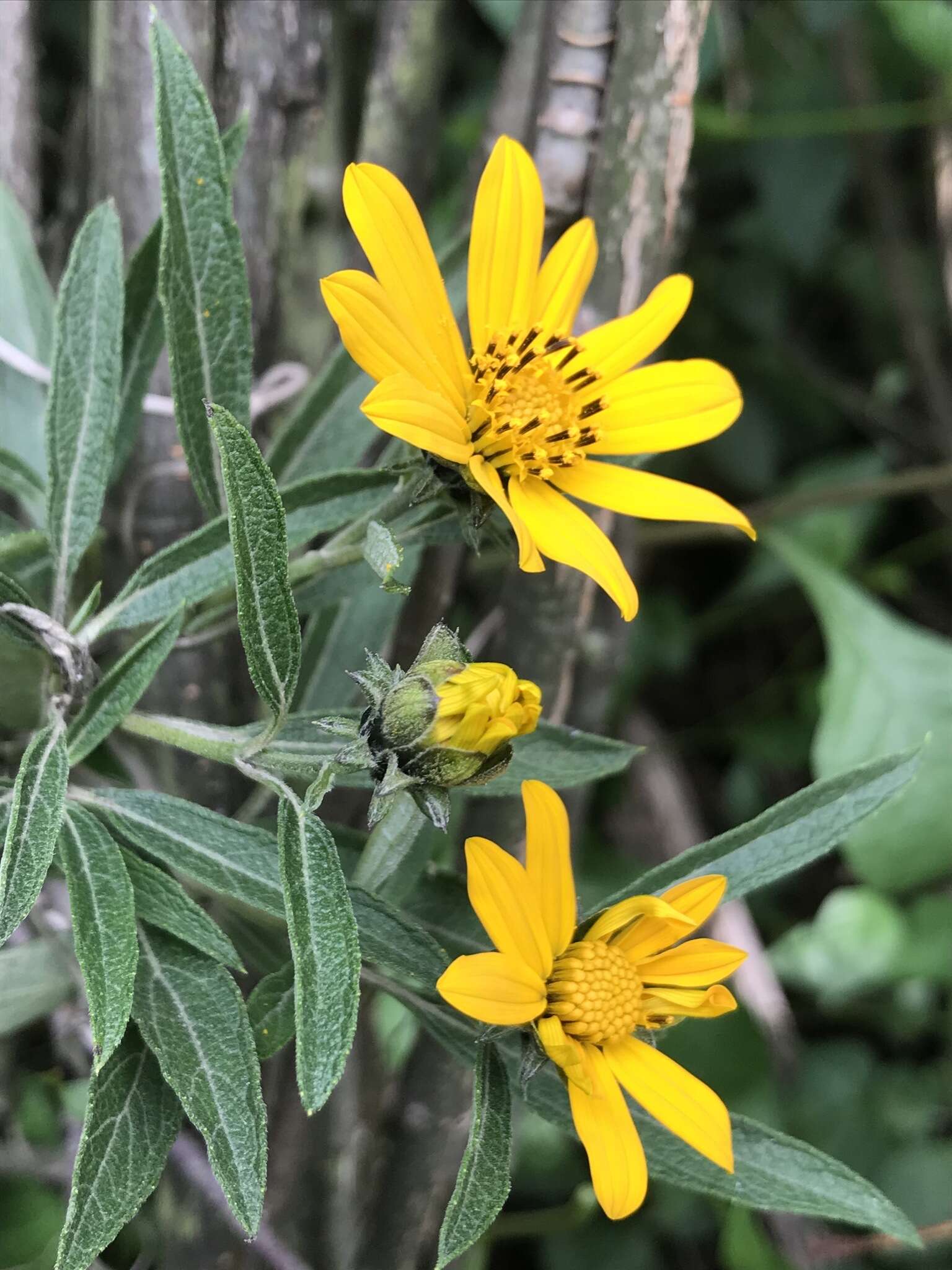 Image of Aldama buddlejiformis (DC.) E. E. Schill. & Panero