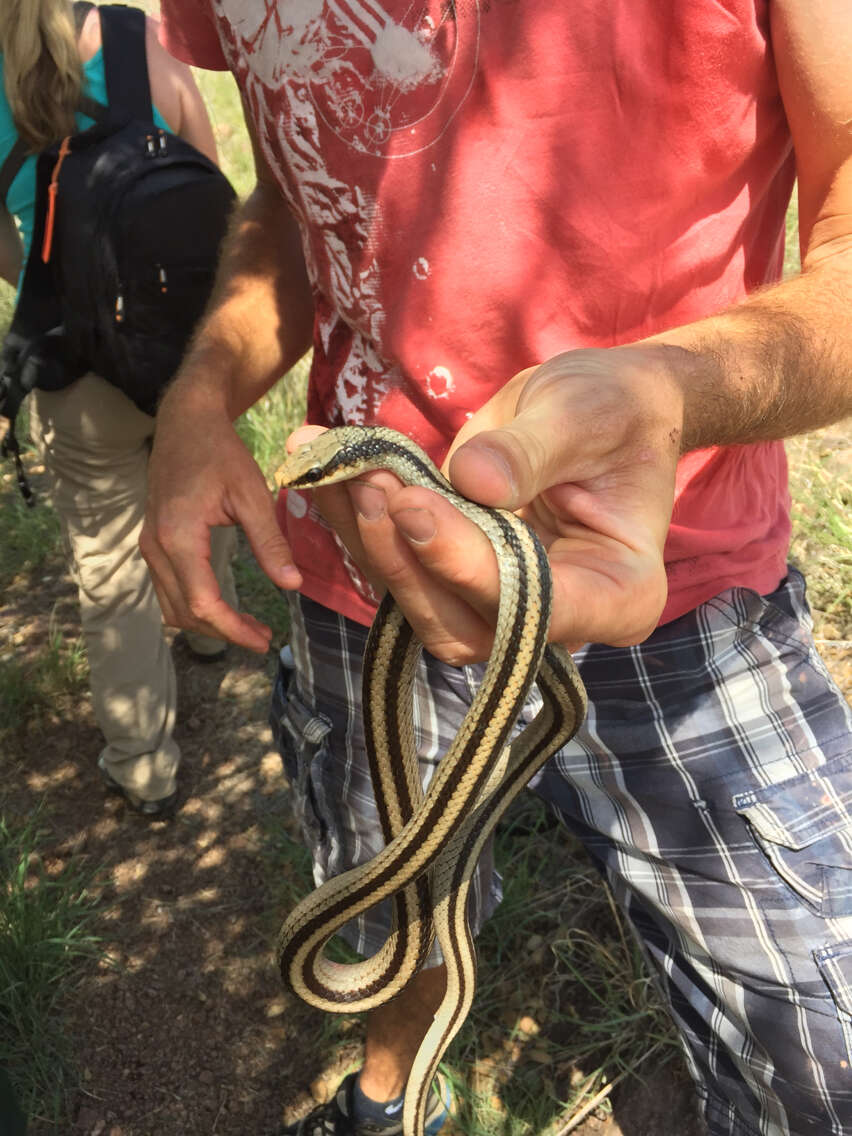 Image of Mountain Patchnose Snake