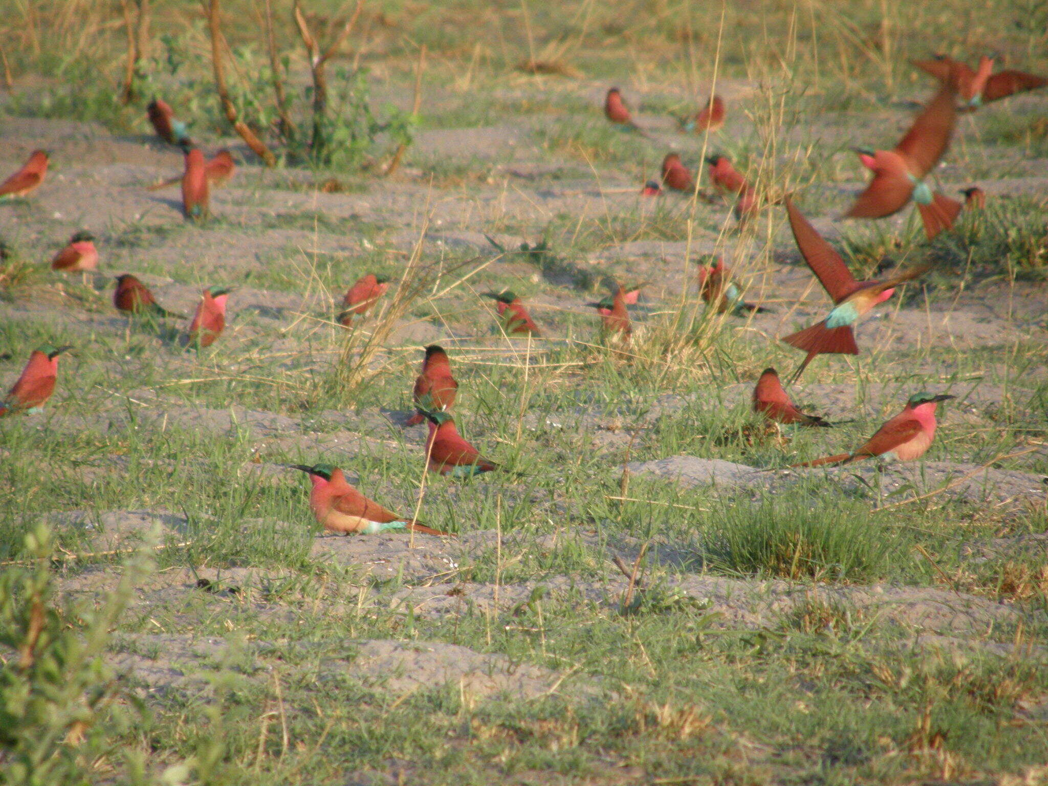 Imagem de Merops nubicoides Des Murs & Pucheran 1846