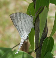 Image of Neomyrina hiemalis (Godman & Salvin 1878)