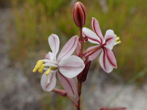 Image of Drimia exuviata (Jacq.) Jessop