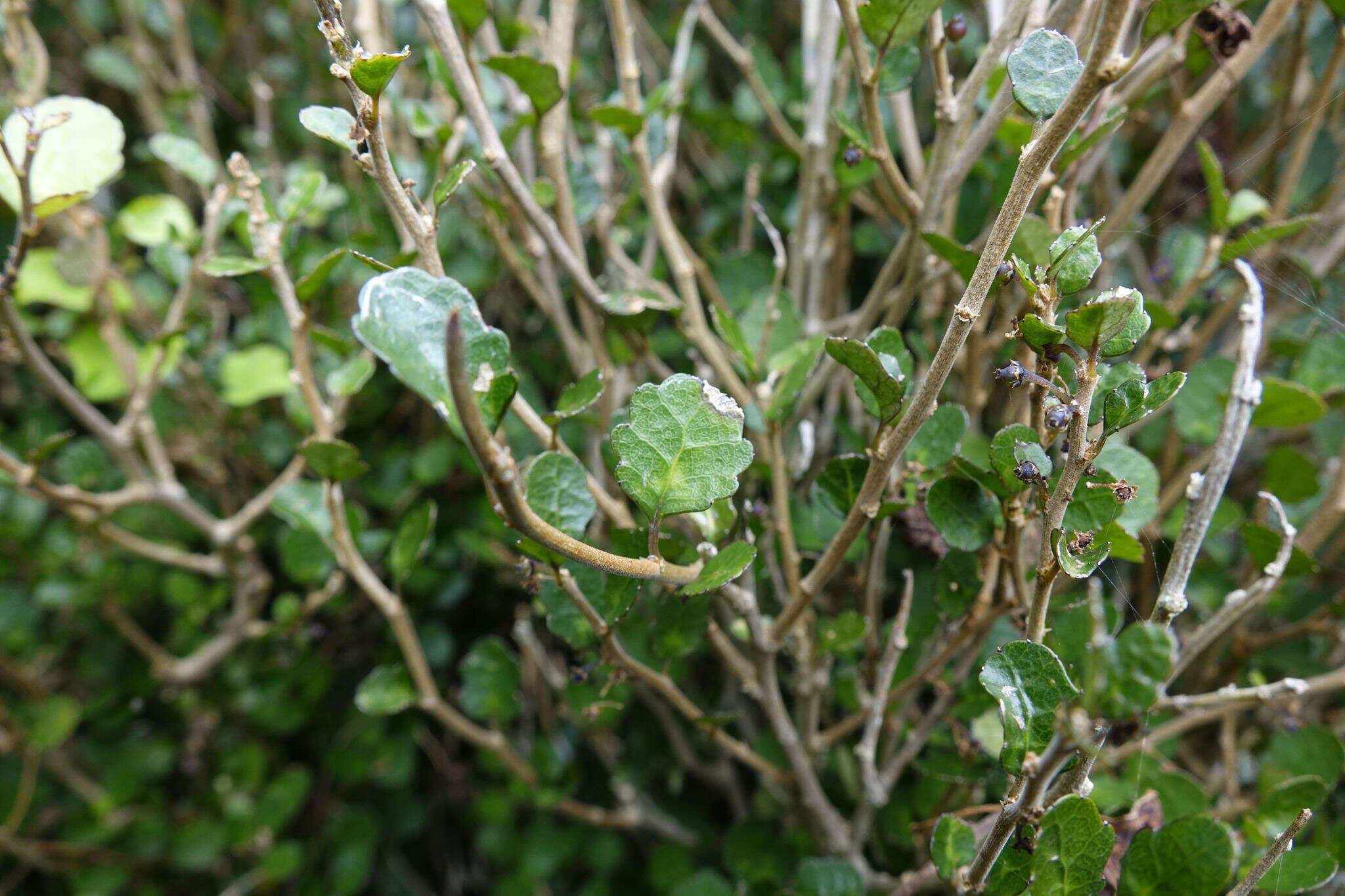 Imagem de Melicytus micranthus Hook. fil.