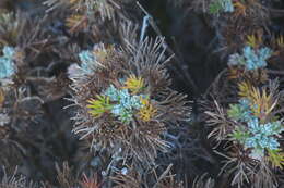 Image of Artemisia morrisonensis Hayata