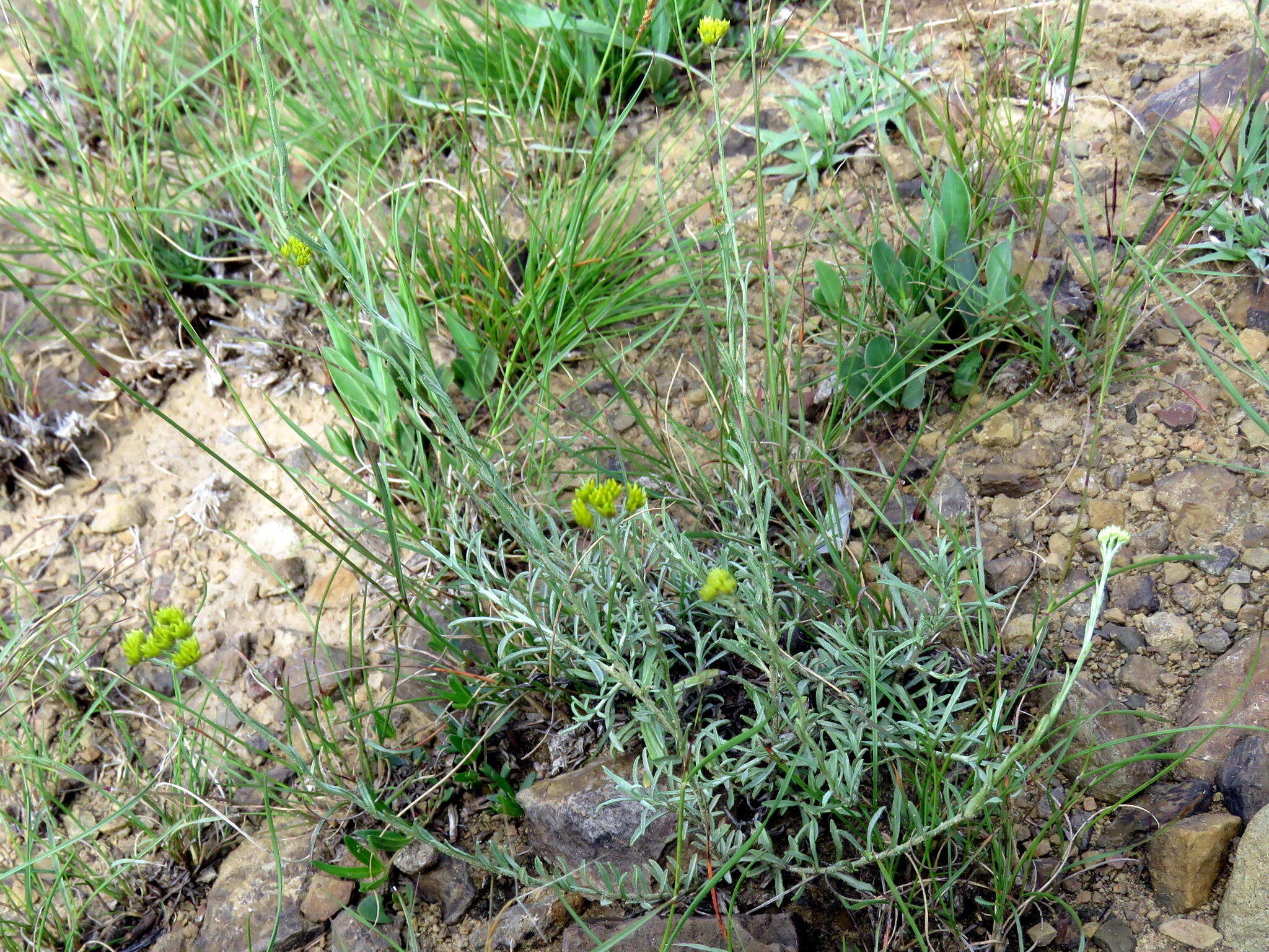 Image of Helichrysum rutilans (L.) D. Don