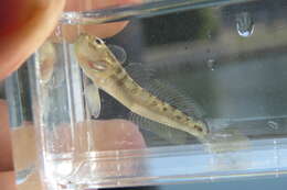 Image of Clown goby