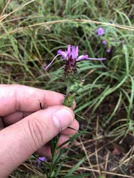 Image of scaly blazing star