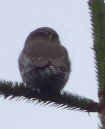 Plancia ëd Glaucidium gnoma Wagler 1832