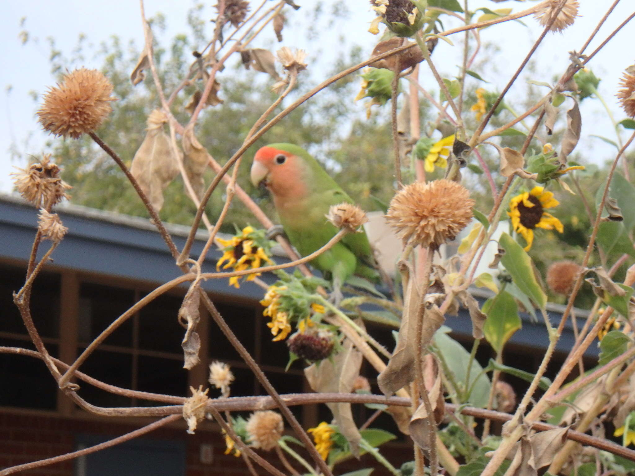 Image of Rosy-faced Lovebird