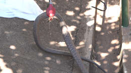 Image of Snouted cobra