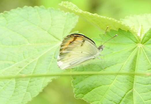 Sivun Colotis aurora (Cramer (1780)) kuva