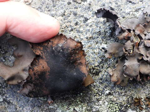 Image of Petaled rock tripe lichen