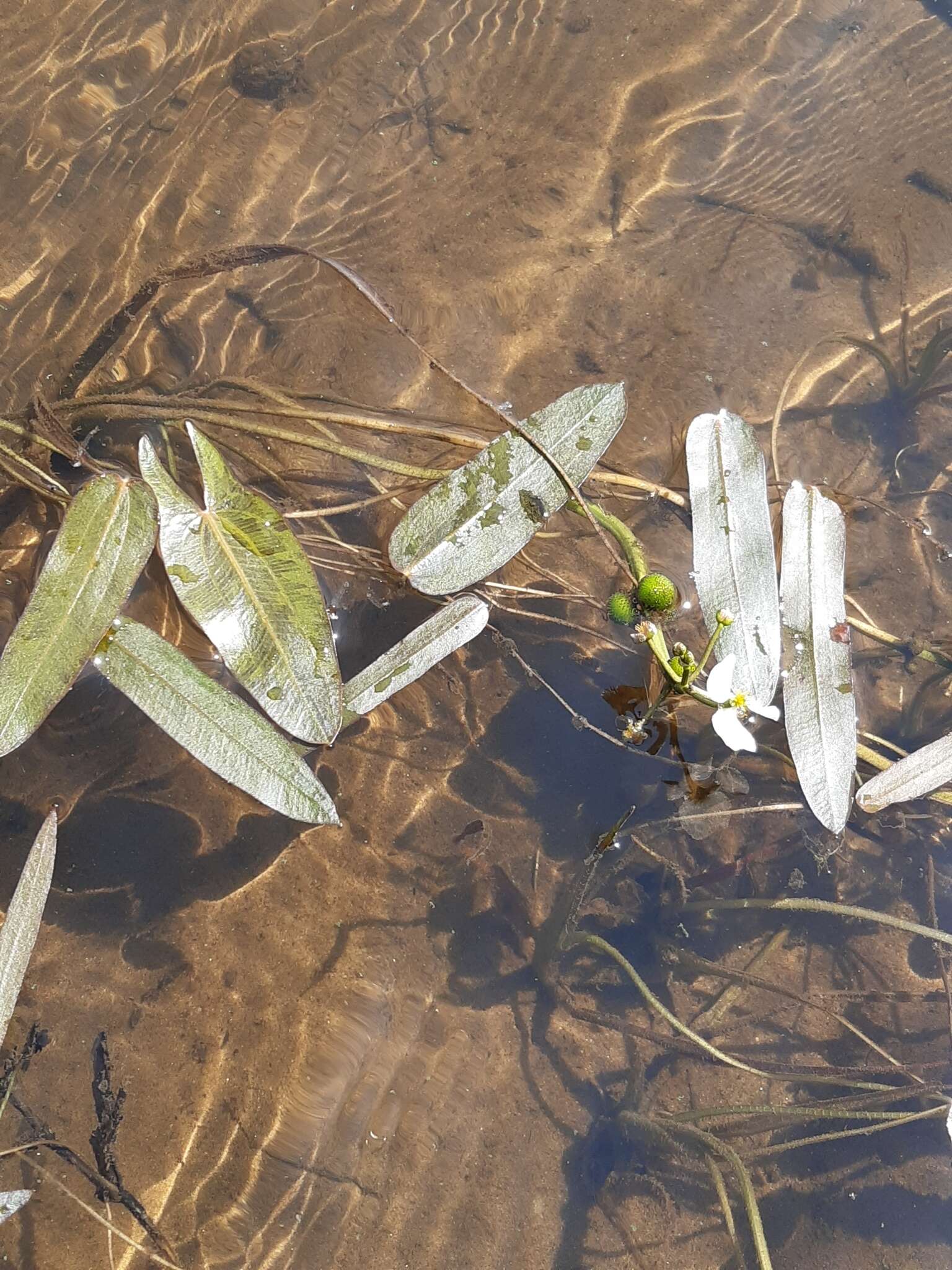 Image of Sagittaria natans Pall.