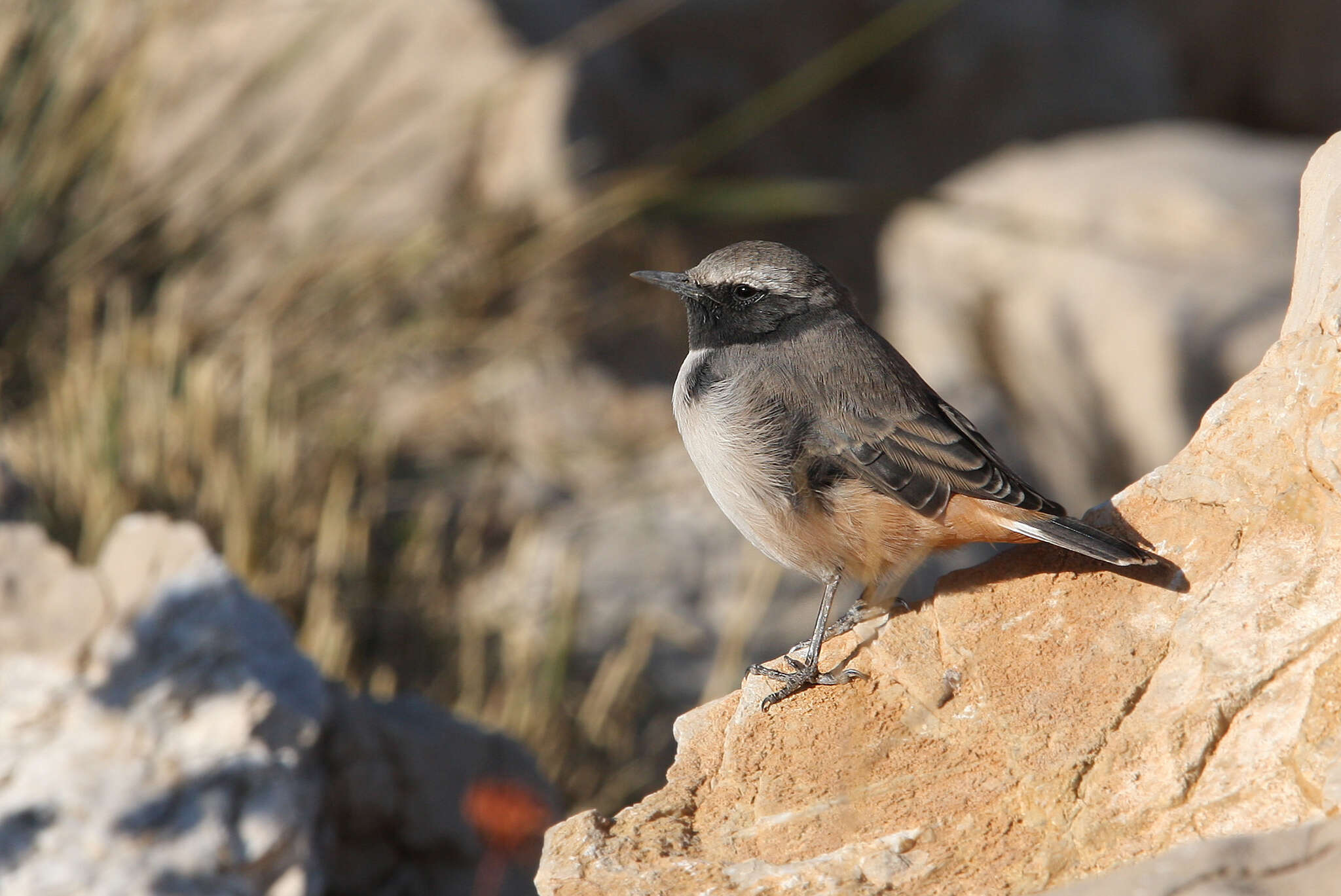 Image of Kurdish Wheatear