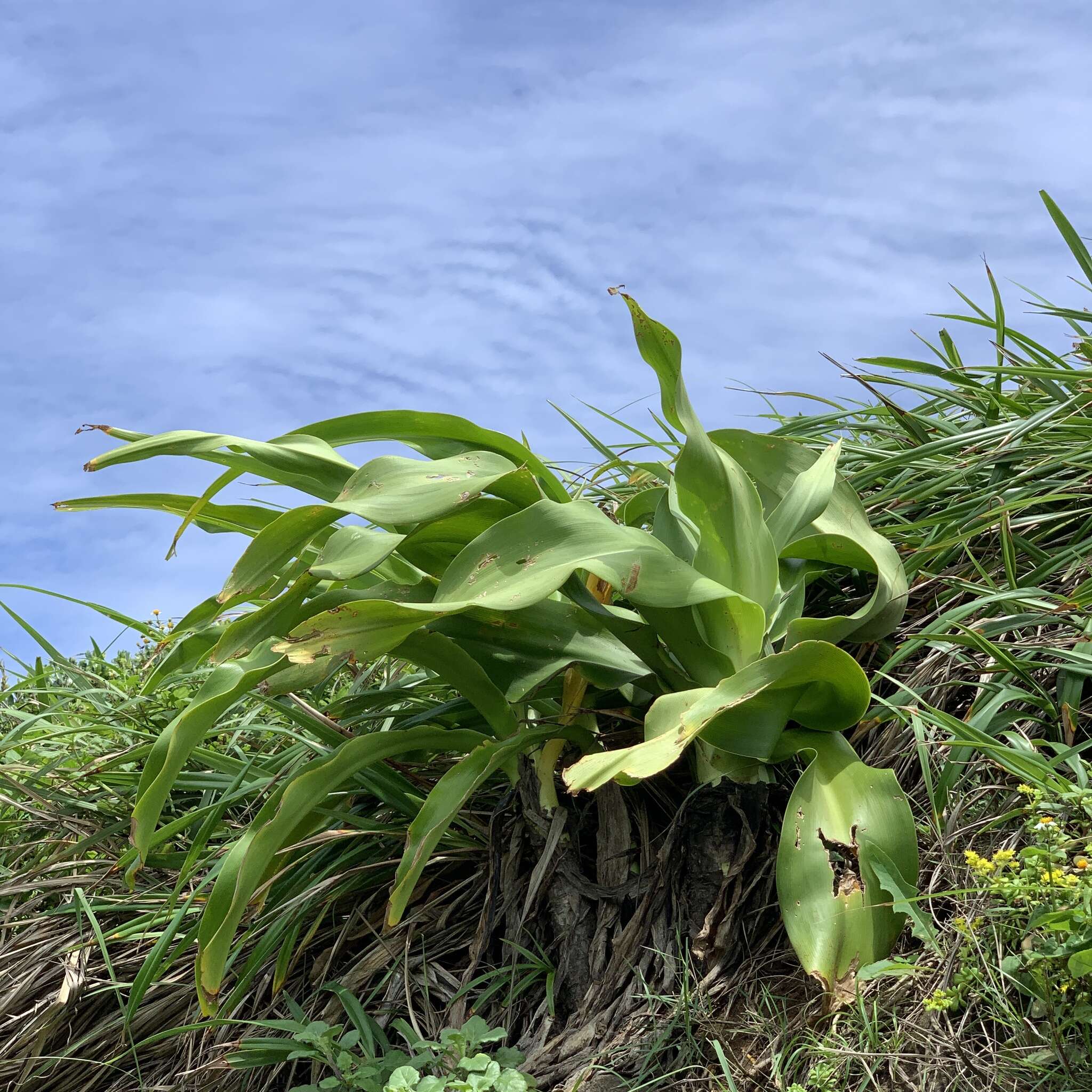 Image of Crinum asiaticum var. sinicum (Roxb. ex Herb.) Baker