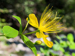 Image of Hypericum hircinum subsp. hircinum