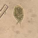 Image of Euglena variabilis G. A. Klebs 1883