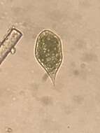 Imagem de Euglena variabilis G. A. Klebs 1883