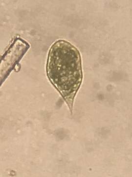 Image of Euglena variabilis G. A. Klebs 1883