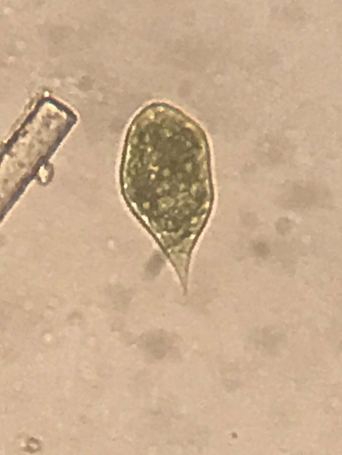 Image de Euglena variabilis G. A. Klebs 1883