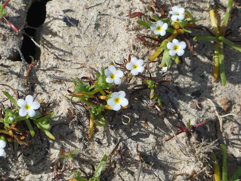 Image of Dwarf Popcorn-Flower