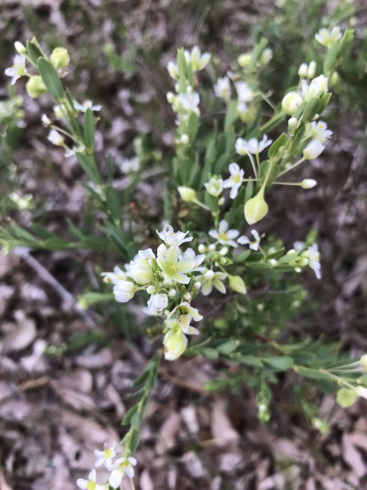 Image de Phyllanthus calycinus Labill.