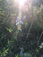 Imagem de Salvia uliginosa Benth.