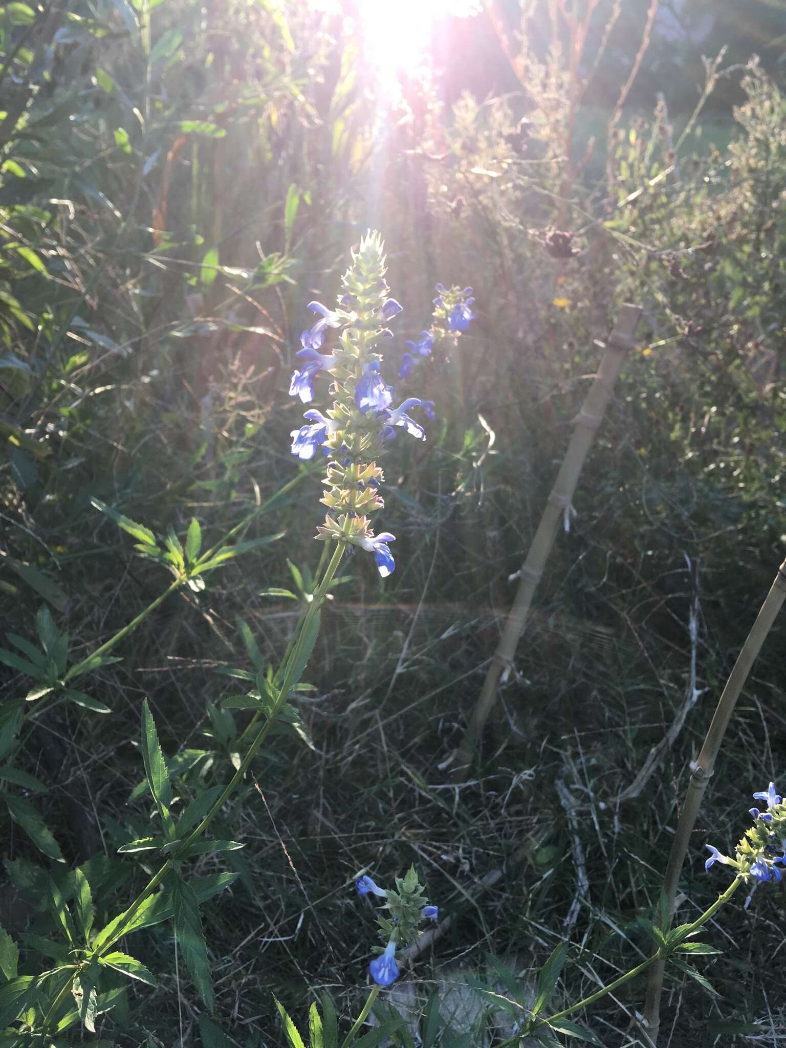 Imagem de Salvia uliginosa Benth.