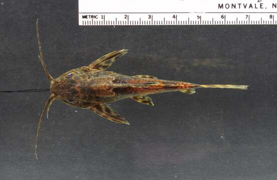 Image of Synodontis batesii Boulenger 1907