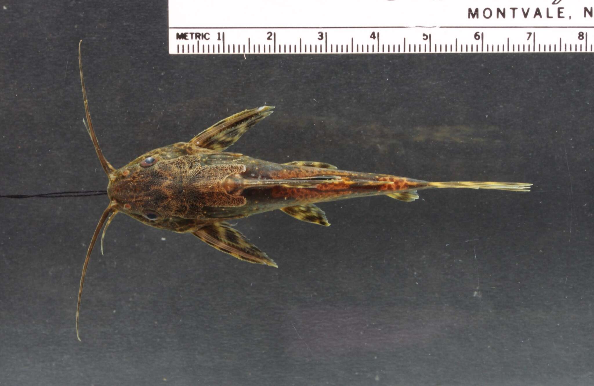 Image de Synodontis batesii Boulenger 1907