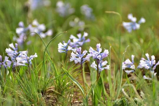 Image of Hyacinthella pallasiana (Steven) Losinsk.