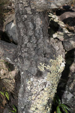 Imagem de Quercus radiata Trel.