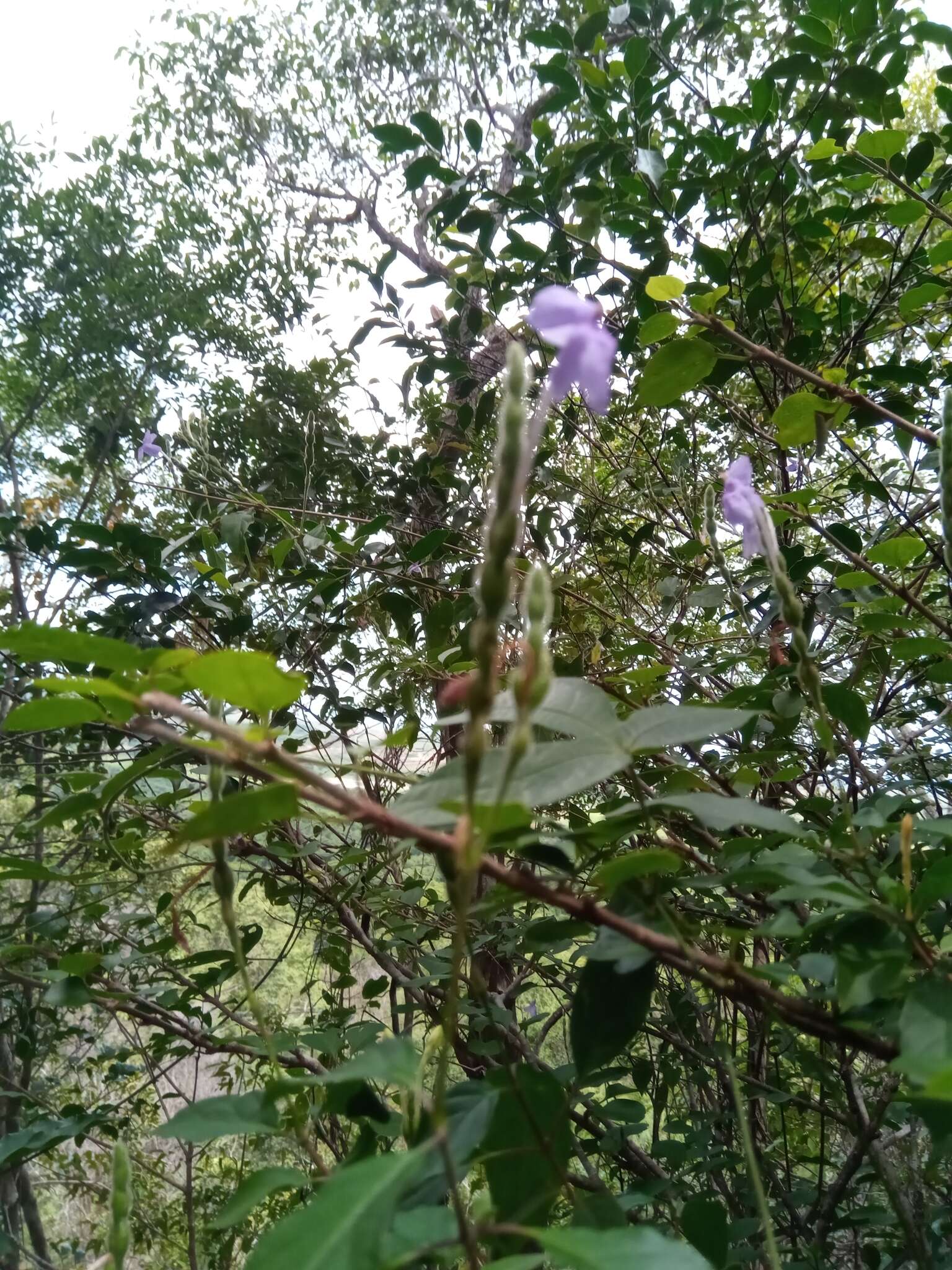 Image of Ruellia dissidens Benoist