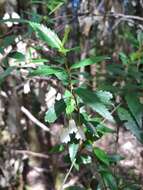 Image of Aristotelia peduncularis (Labill.) J. D. Hook.